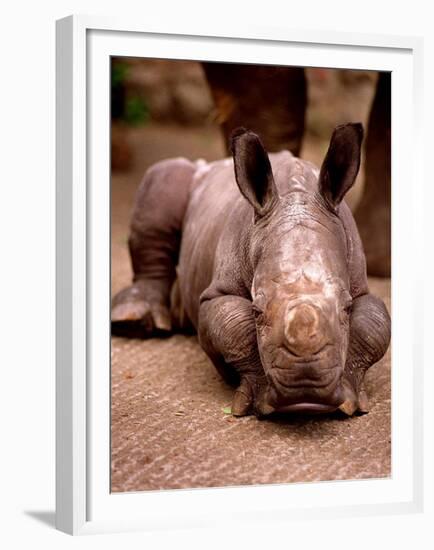 Otze the Rhinocerous Born at Edinburgh Zoo, June 1998-null-Framed Premium Photographic Print