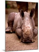 Otze the Rhinocerous Born at Edinburgh Zoo, June 1998-null-Mounted Premium Photographic Print