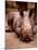 Otze the Rhinocerous Born at Edinburgh Zoo, June 1998-null-Mounted Premium Photographic Print