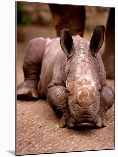 Otze the Rhinocerous Born at Edinburgh Zoo, June 1998-null-Mounted Premium Photographic Print