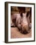 Otze the Rhinocerous Born at Edinburgh Zoo, June 1998-null-Framed Photographic Print