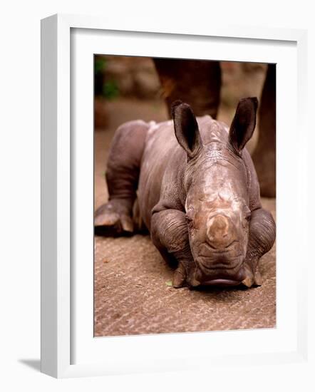 Otze the Rhinocerous Born at Edinburgh Zoo, June 1998-null-Framed Photographic Print