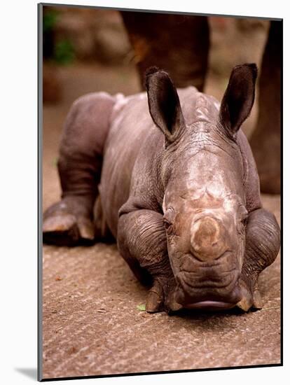 Otze the Rhinocerous Born at Edinburgh Zoo, June 1998-null-Mounted Photographic Print