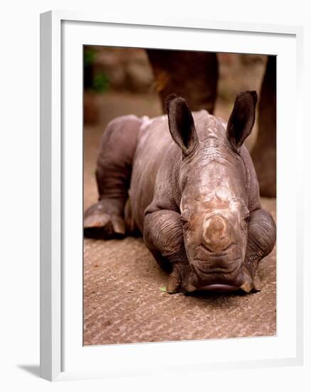 Otze the Rhinocerous Born at Edinburgh Zoo, June 1998-null-Framed Photographic Print