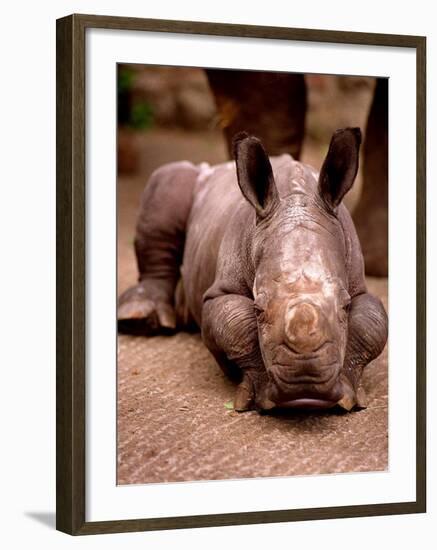 Otze the Rhinocerous Born at Edinburgh Zoo, June 1998-null-Framed Photographic Print