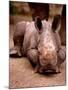 Otze the Rhinocerous Born at Edinburgh Zoo, June 1998-null-Mounted Photographic Print