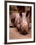 Otze the Rhinocerous Born at Edinburgh Zoo, June 1998-null-Framed Photographic Print