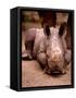 Otze the Rhinocerous Born at Edinburgh Zoo, June 1998-null-Framed Stretched Canvas