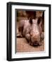 Otze the Rhinocerous Born at Edinburgh Zoo, June 1998-null-Framed Photographic Print