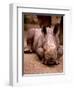 Otze the Rhinocerous Born at Edinburgh Zoo, June 1998-null-Framed Photographic Print