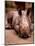 Otze the Rhinocerous Born at Edinburgh Zoo, June 1998-null-Mounted Photographic Print