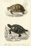 Antique Turtle Duo II-Oudart-Framed Art Print