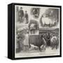 Our Artist's Impressions of the Cattle Show at the Royal Agricultural Hall, Islington-William Ralston-Framed Stretched Canvas