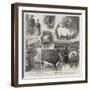 Our Artist's Impressions of the Cattle Show at the Royal Agricultural Hall, Islington-William Ralston-Framed Giclee Print