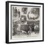 Our Artist's Impressions of the Cattle Show at the Royal Agricultural Hall, Islington-William Ralston-Framed Giclee Print