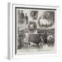 Our Artist's Impressions of the Cattle Show at the Royal Agricultural Hall, Islington-William Ralston-Framed Giclee Print