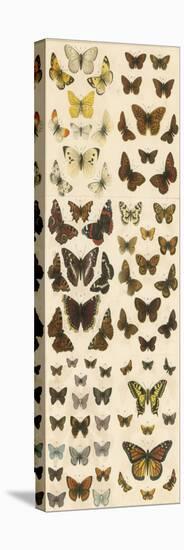 Our British Butterflies-English School-Stretched Canvas