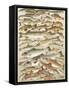 Our British Fresh Water Fish-English School-Framed Stretched Canvas