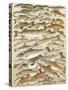 Our British Fresh Water Fish-English School-Stretched Canvas