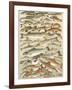 Our British Fresh Water Fish-English School-Framed Giclee Print