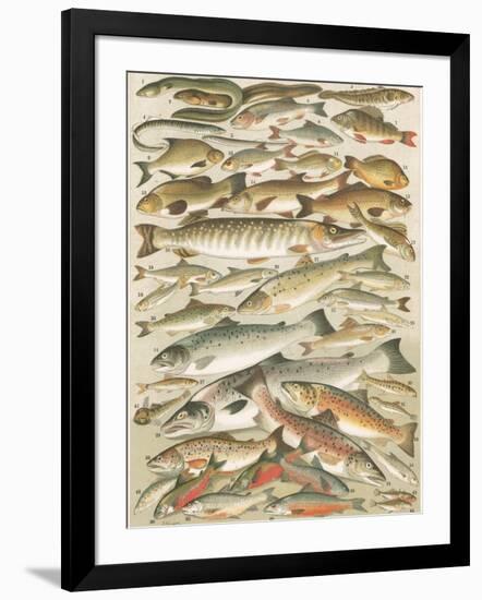 Our British Fresh Water Fish-English School-Framed Giclee Print