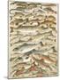 Our British Fresh Water Fish-English School-Mounted Giclee Print