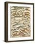 Our British Fresh Water Fish-English School-Framed Giclee Print