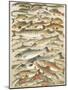 Our British Fresh Water Fish-English School-Mounted Giclee Print