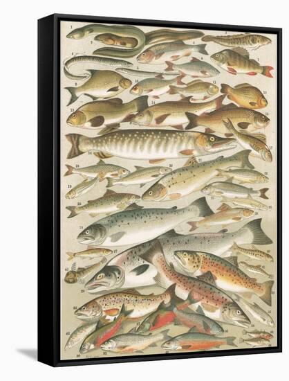 Our British Fresh Water Fish-English School-Framed Stretched Canvas