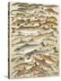 Our British Fresh Water Fish-English School-Stretched Canvas