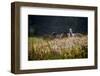 Our Garden-Milan Malovrh-Framed Photographic Print