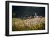 Our Garden-Milan Malovrh-Framed Photographic Print