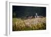 Our Garden-Milan Malovrh-Framed Photographic Print