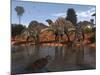 Ouranosaurus Drink at a Watering Hole While a Sarcosuchus Floats Nearby-Stocktrek Images-Mounted Photographic Print