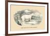 Ours Blanc de la Mer Glaciale-E.f. Noel-Framed Art Print