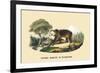 Ours Brun d'Europe-E.f. Noel-Framed Art Print