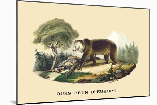 Ours Brun d'Europe-E.f. Noel-Mounted Art Print