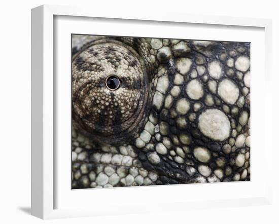 Oustalet's Chameleon Close-Up of Face, Madagascar-Edwin Giesbers-Framed Photographic Print