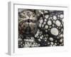 Oustalet's Chameleon Close-Up of Face, Madagascar-Edwin Giesbers-Framed Photographic Print