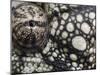 Oustalet's Chameleon Close-Up of Face, Madagascar-Edwin Giesbers-Mounted Photographic Print