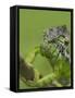 Oustalet's Chameleon on Branch, Madagascar-Edwin Giesbers-Framed Stretched Canvas