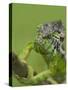 Oustalet's Chameleon on Branch, Madagascar-Edwin Giesbers-Stretched Canvas