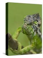 Oustalet's Chameleon on Branch, Madagascar-Edwin Giesbers-Stretched Canvas