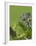 Oustalet's Chameleon on Branch, Madagascar-Edwin Giesbers-Framed Photographic Print