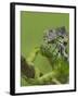 Oustalet's Chameleon on Branch, Madagascar-Edwin Giesbers-Framed Photographic Print