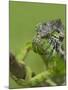 Oustalet's Chameleon on Branch, Madagascar-Edwin Giesbers-Mounted Photographic Print