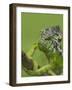 Oustalet's Chameleon on Branch, Madagascar-Edwin Giesbers-Framed Photographic Print