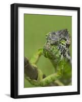 Oustalet's Chameleon on Branch, Madagascar-Edwin Giesbers-Framed Photographic Print