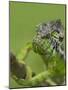 Oustalet's Chameleon on Branch, Madagascar-Edwin Giesbers-Mounted Photographic Print