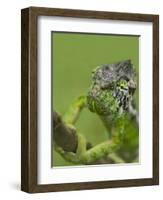 Oustalet's Chameleon on Branch, Madagascar-Edwin Giesbers-Framed Photographic Print